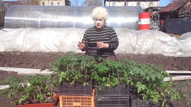 5 МАЯ - ТОМАТЫ В ОТКРЫТЫЙ ГРУНТ! Ольга Чернова. смотреть онлайн