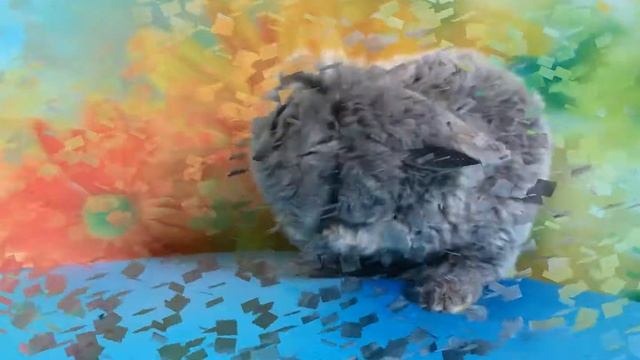 Моё солнышко. Домашний карликовый кролик Рекс Видео Питомник кроликов Зайкина усадьба смотреть онлайн