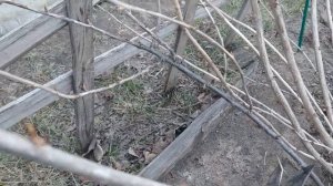 Обрезка высокорослого крыжовника. Укоренение крыжовника отводком.