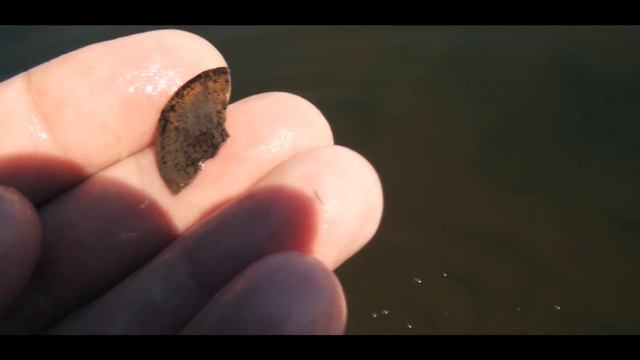 Что можно найти с EQUINOX 800? Режим Пляж 2 & Пляжный поиск! Поиск под водой. смотреть онлайн