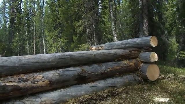 Строительство лесной избушки(зимовья) "глухариная"в одиночку.Жизнь в тайге. смотреть онлайн