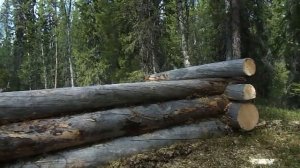 Строительство лесной избушки(зимовья) "глухариная"в одиночку.Жизнь в тайге.