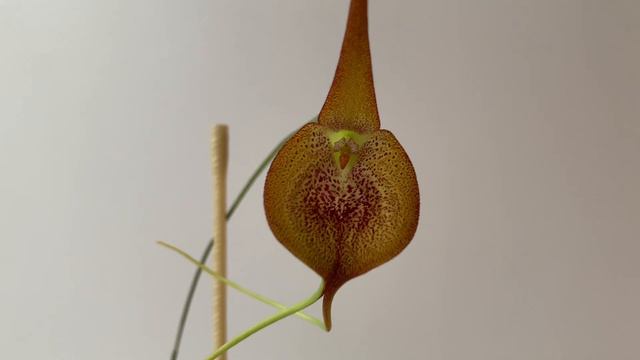Masdevallia Princeps и Pleurothallis Grobyi