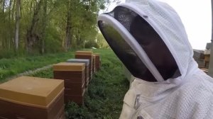Деление пчелосемей и отводки на пасеке Селин Гобэн (Франция, полное видео)