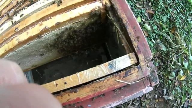 Сокращение пчелиных гнёзд в холодную погоду 17 октября смотреть онлайн