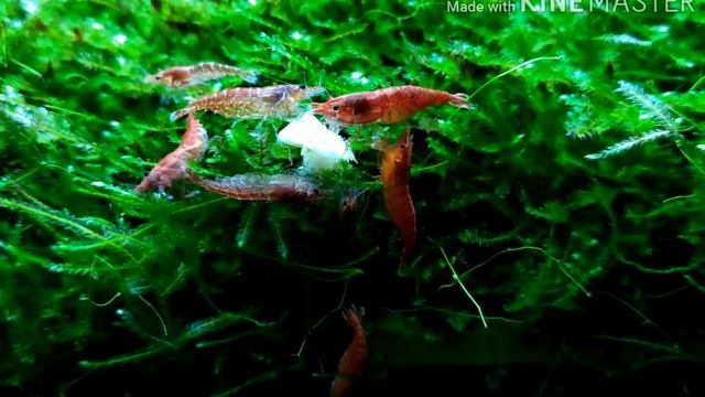 Кормление креветок черри овсянкой / Feeding shrimp cherry porridge смотреть онлайн