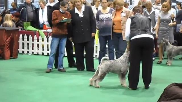 19.11.2011 Держава, шнауцеры кобели Юниоры