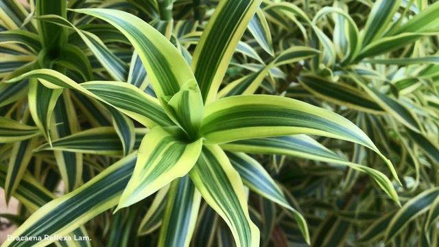 Dracaena Reflexa Lam. | Ornamental Shrubs & Trees | (Second Video) | 🇵🇦 Panama | смотреть онлайн
