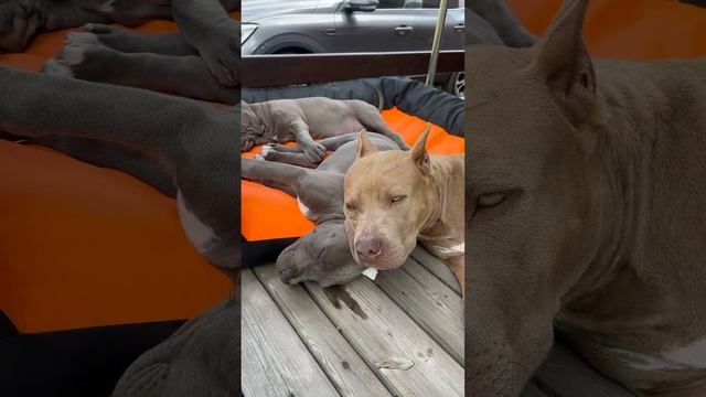 Тайра мать года ??? #прайтер #pitbull #dog #голубойщенок #питбультерьер #puppy смотреть онлайн