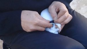 Совет от Гагика 58.Как оперировать шишки у голубей.16.11.17г