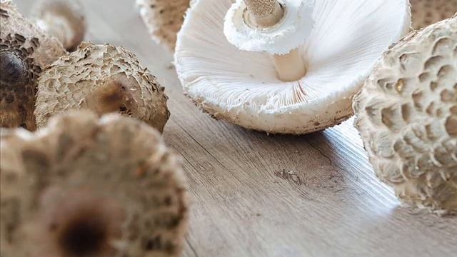 Macrolepiota Procera