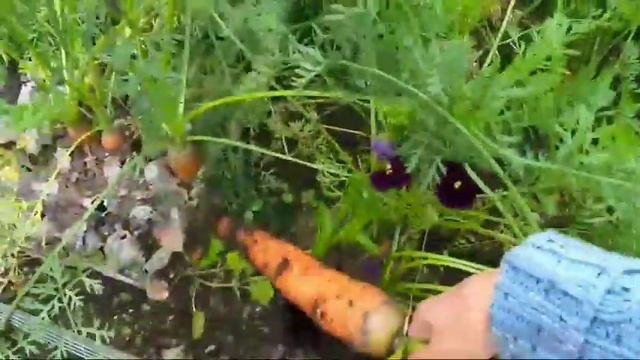 ?Хороший результат(урожай) МОРКОВИ.Удобный способ посадки в яичные ячейки!!! смотреть онлайн