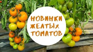 Две новинки с желто-оранжевыми плодами. Томат SunRay F1 и Orange Flex F1.