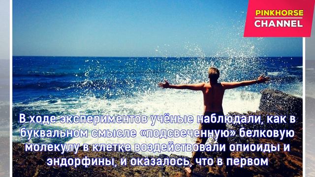 Биологи разобрались, почему гормоны счастья не вызывают привыкания - Наука - МК смотреть онлайн