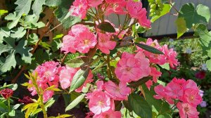 Мои комнатные растения .Обзор. 1 сентября 2024 г.