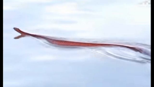 охота на game кобра смотреть онлайн