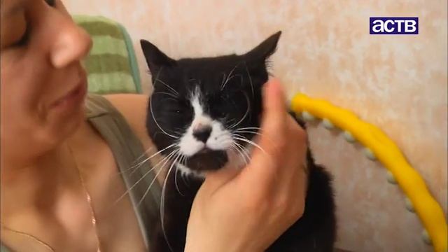 Котята и взрослые кошки ищут дом