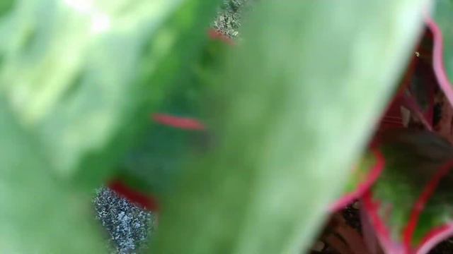 20, 20, 20 Fertilizer for Aglaonema | vlog#25 смотреть онлайн