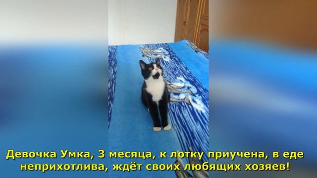 Девочка Умка ищет семью!? смотреть онлайн