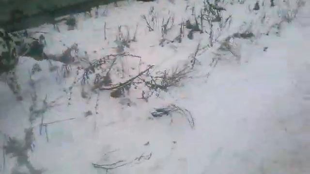 далматинец Лордик ищет папу смотреть онлайн