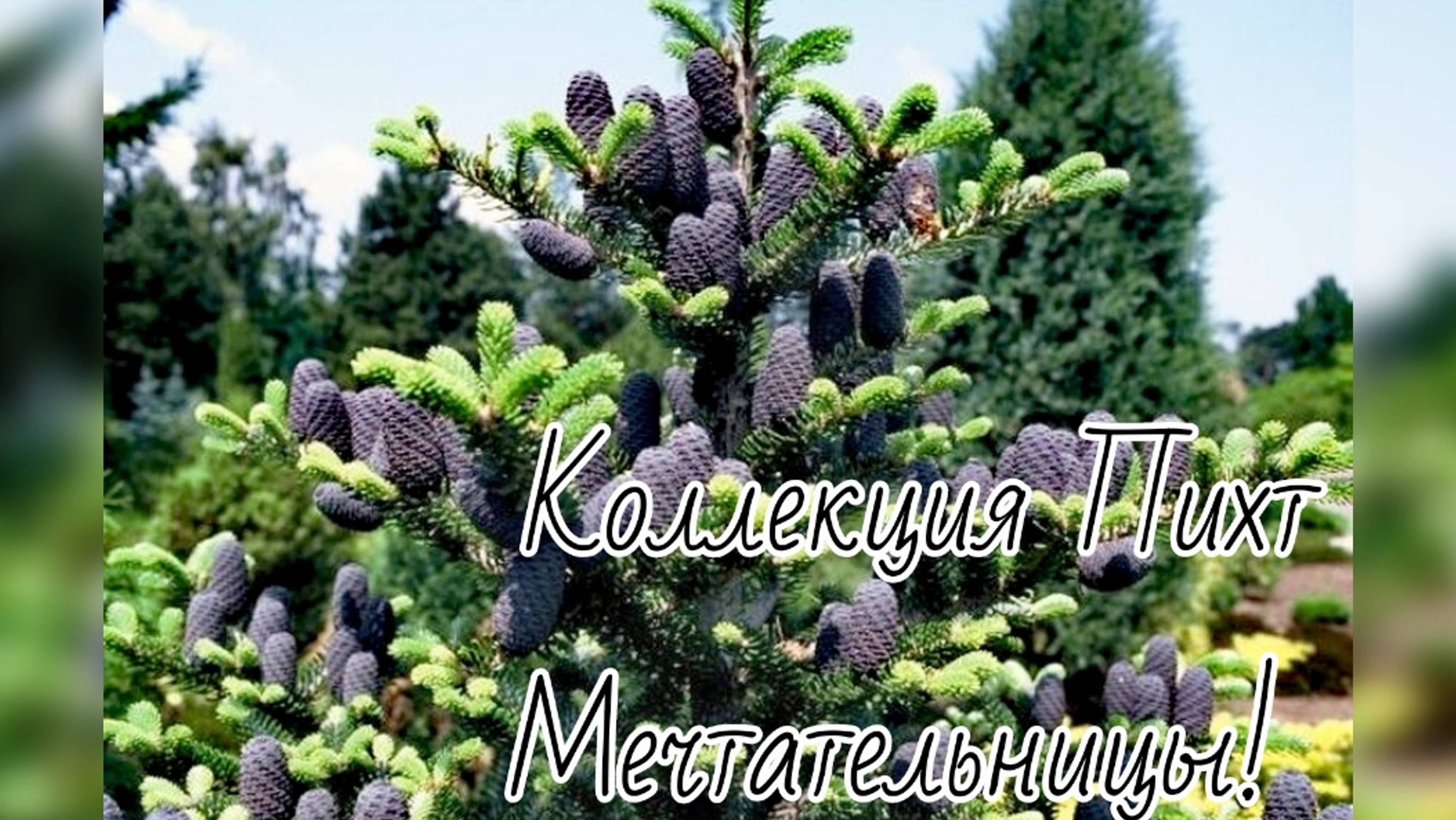 Коллекция Пихт Мечтательницы🔥Очередная потеря💔9 августа 2024г смотреть онлайн