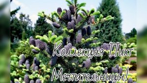 Коллекция Пихт Мечтательницы🔥Очередная потеря💔9 августа 2024г