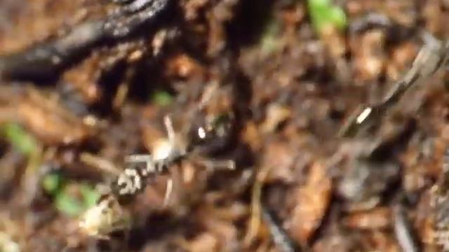 Odontomachus bauri vs. Acheta domesticus #02 смотреть онлайн