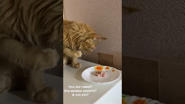 Кот, который не ест мясо. #рязгис #алёнарязгис смотреть онлайн