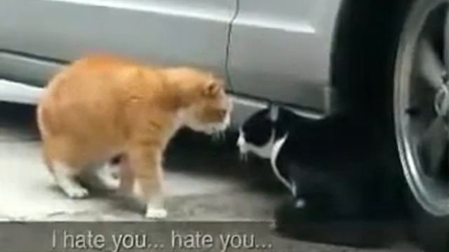 cat betrayed by lover.mp4 смотреть онлайн