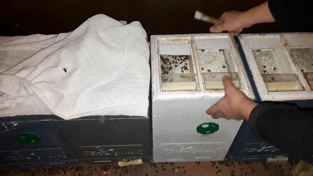 Зимовка в Мини+.Как перезимовать запасных маток!? Часть 3. смотреть онлайн