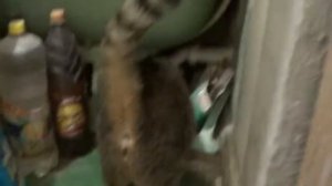 Течёт сифон в ванной. Что делать? как починить сифон?