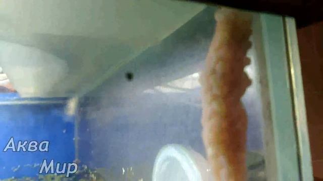 Ампулярия разведение/размножение смотреть онлайн