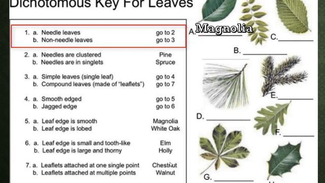 7th Grade Review For 8th Grade Science STAAR