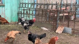Ливенские, юрловские, кучинские куры и петухи, а так же и их миксы.