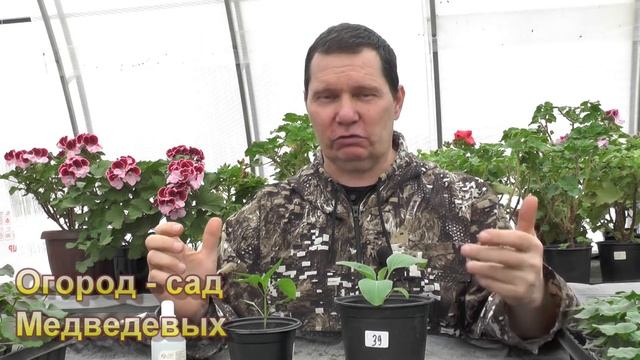 Что делать если перелили рассаду смотреть онлайн