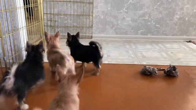 Щенки Норвич терьер смотреть онлайн