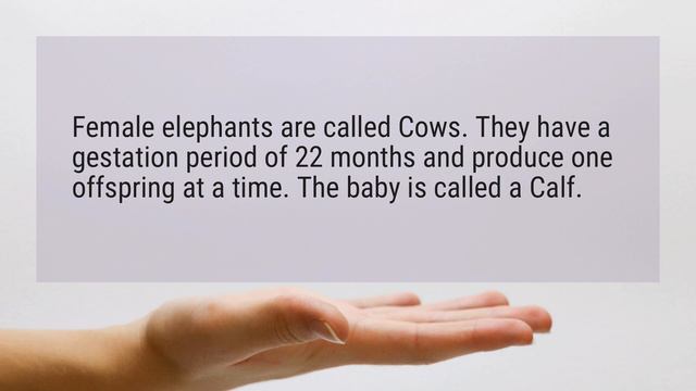 What is female elephant called? смотреть онлайн