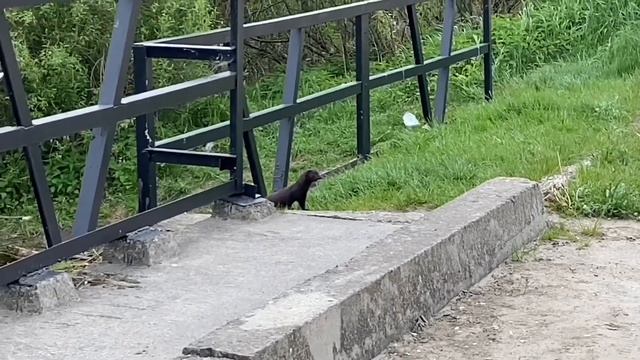 ХОДИМ БРОДИМ, ТОСКУ НАВОДИМ. ДОБРОЕ ДЕЛО. смотреть онлайн