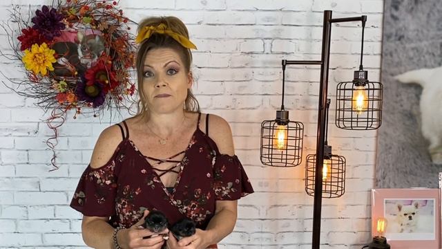 UPDATE on Chihuahua puppies, 1 week old now! | Sweetie Pie Pets by Kelly Swift смотреть онлайн