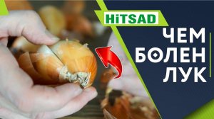 Чем болеет лук ‼️ Болезни лука при хранение ✔️