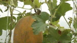 Дыня Дакаро