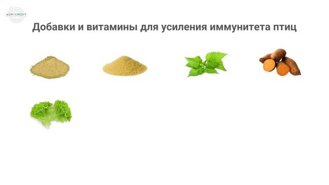 Преимущества птицеводства. Часть 1 смотреть онлайн