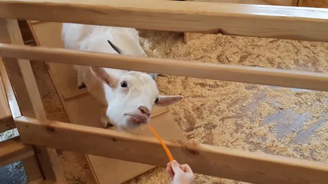 Контактный зоопарк в Омске смотреть онлайн