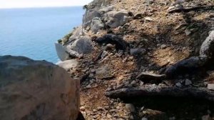 Горные козлы ??