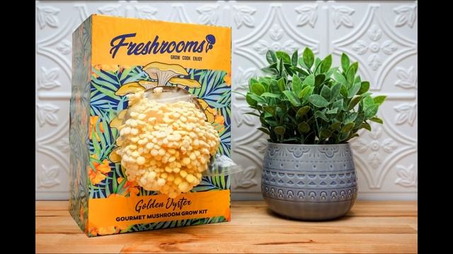 Golden Oyster Mushroom Growing Time Lapse смотреть онлайн