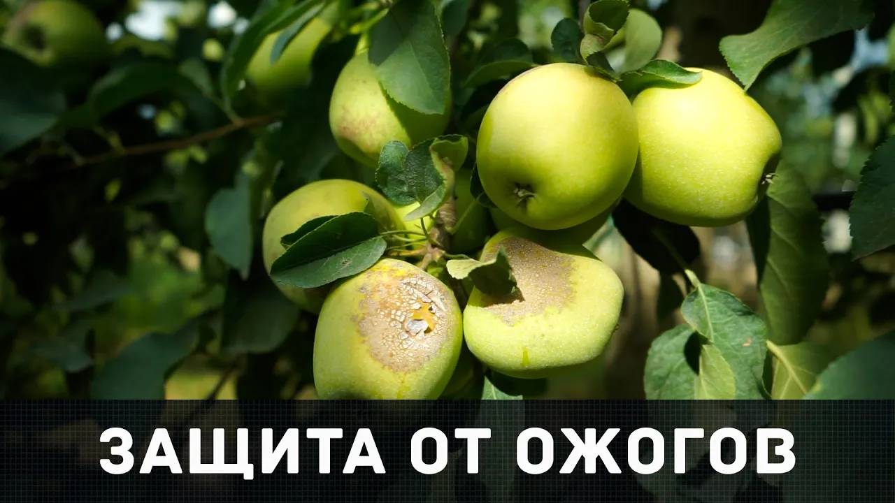 Праля И.И. опыт Пуршейд