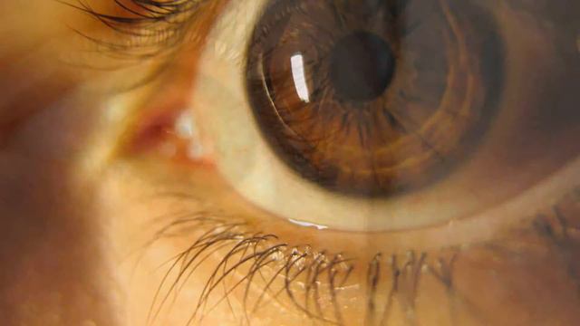 Facts About Human Eyes смотреть онлайн