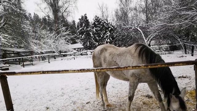 ЛОШАДИ,СОБАКИ И СИМВОЛ НОВОГО ГОДА)) смотреть онлайн