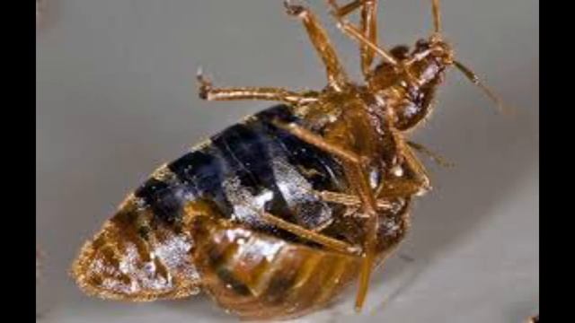 Лобковая вошь под... Как размножаются постельные клопы. смотреть онлайн