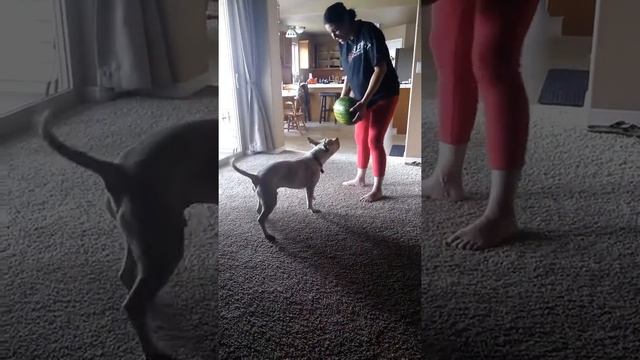 Dog fights watermelon смотреть онлайн